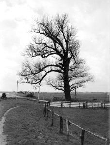 Populieren en wilgen, amerongse veer, populus nigra, Bestanddeelnr 164-0553
