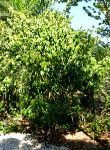 Picramnia pentandra - Naples Botanical Garden - Naples, Florida - DSC00082