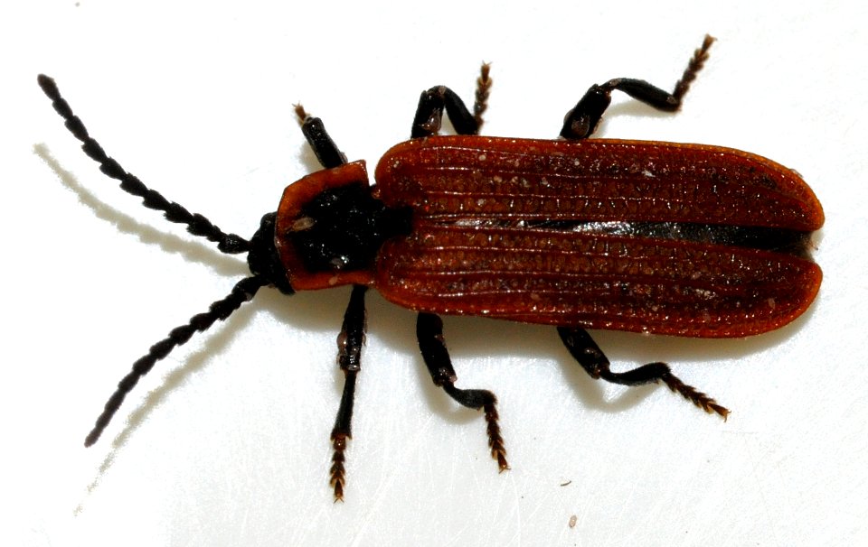 Platycis-cosnardi-07-fws