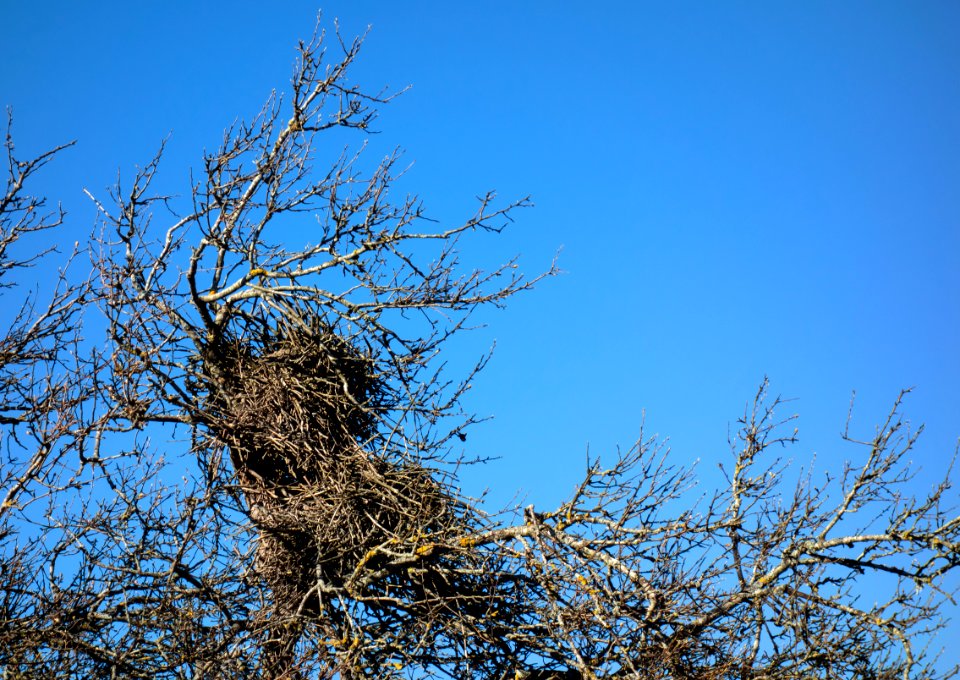 Pica pica nest in Brastad 1