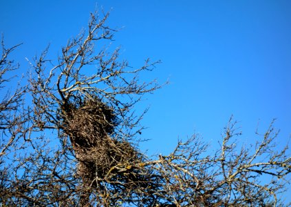 Pica pica nest in Brastad 1