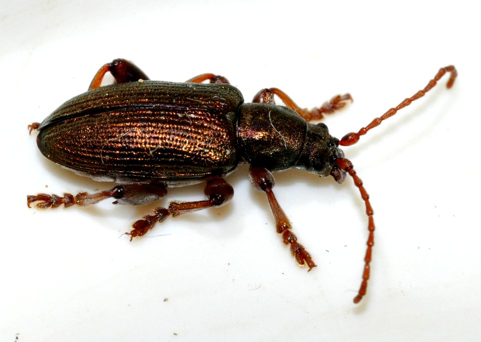 Plateumaris-consimilis-03-fws