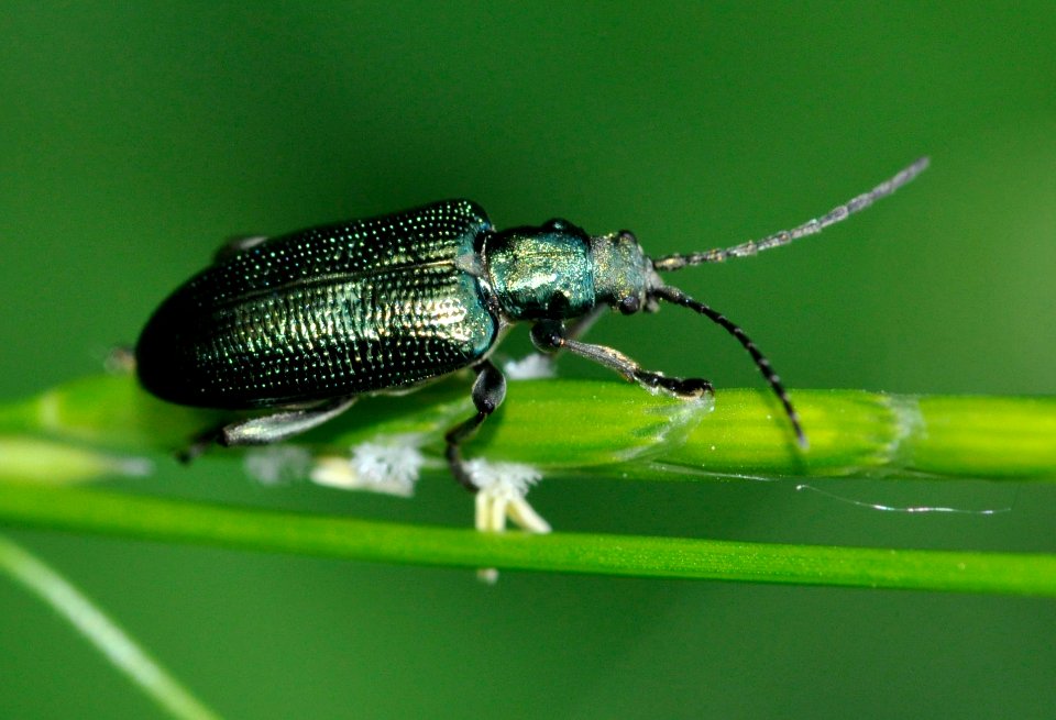 Plateumaris-sericea-04-fws