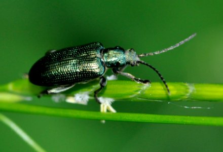 Plateumaris-sericea-04-fws