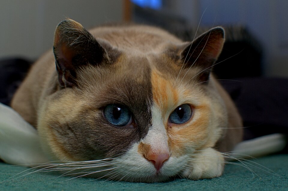 Pet cat portrait