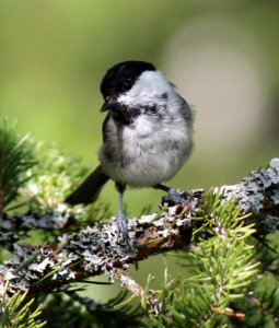 Poecile Montanus Simo 20130803