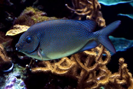 Poisson Aquarium tropical du Palais de la Porte Dorée 06052016