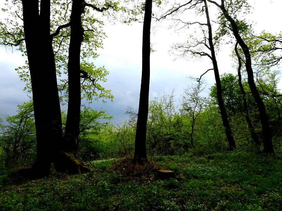 Platoul Cornesti hiking