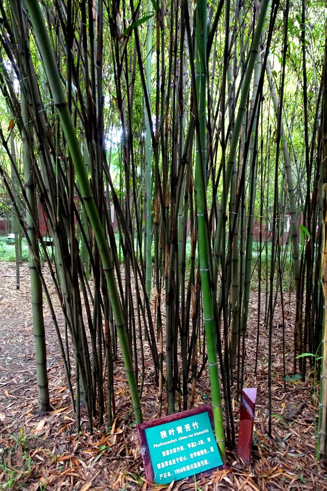 Pleioblastus chino var. hisauchii (Phyllostachys chino var. hisauchii) - Wangjianglou Park - Chengdu, China - DSC05925
