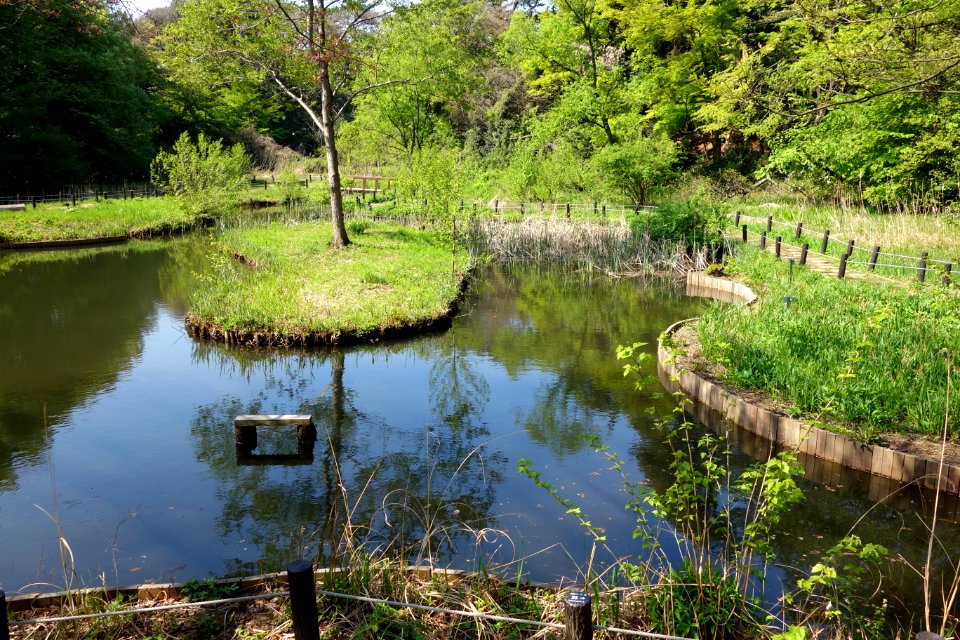 Pond - Institute for Nature Study, Tokyo - DSC02102
