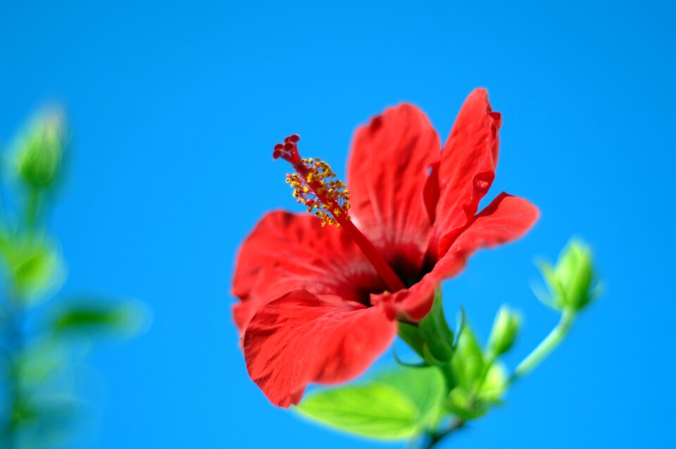 Nature plant summer photo