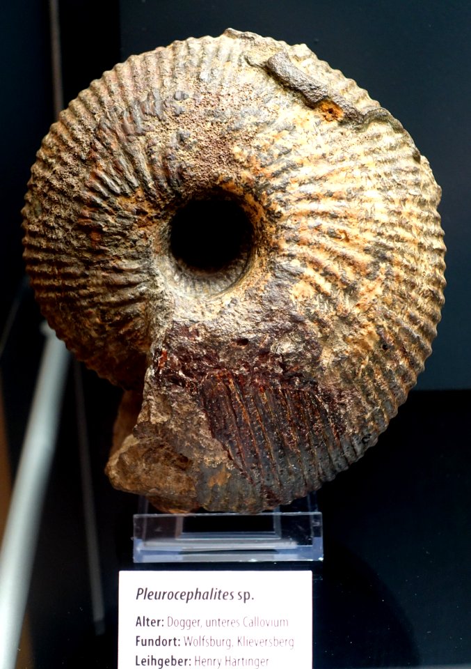 Pleurocephalites sp. - Naturhistorisches Museum, Braunschweig, Germany - DSC05108
