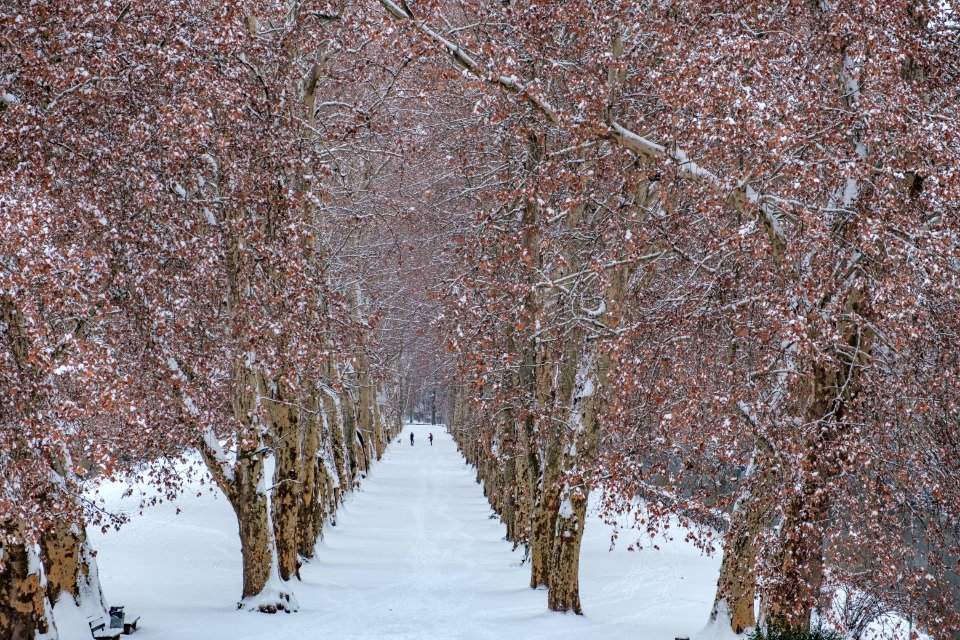 Platanenallee-mit-Schnee
