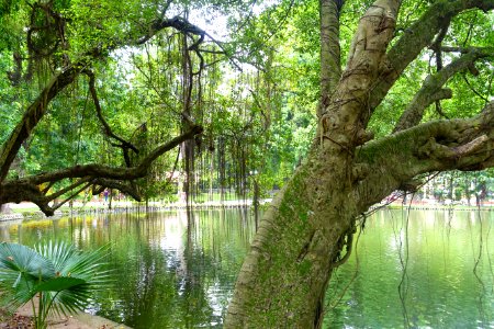 Pond - Hanoi Botanical Garden - Hanoi, Vietnam - DSC03597