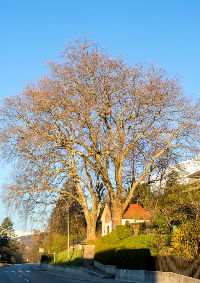 Platanenbäume bei Kapelle