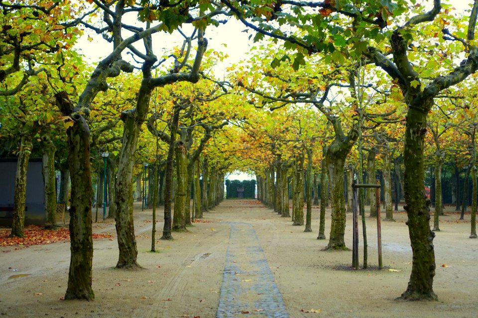 Platanenhain - Mathildenhöhe - Darmstadt, Germany - DSC01490