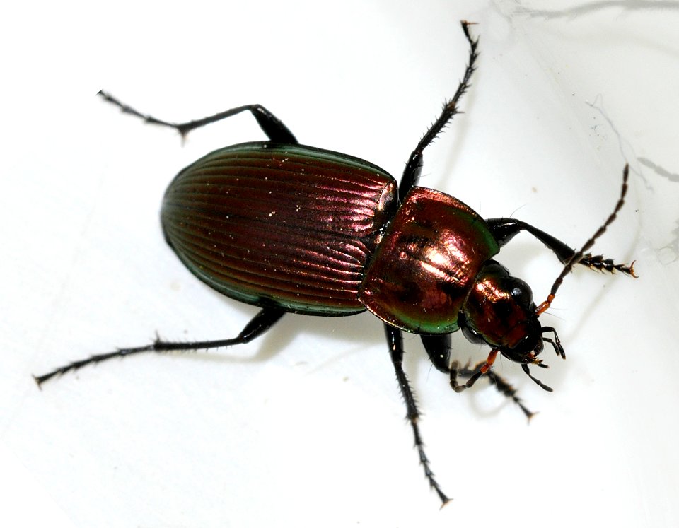 Poecilus-versicolor-11-fws