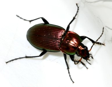 Poecilus-versicolor-11-fws