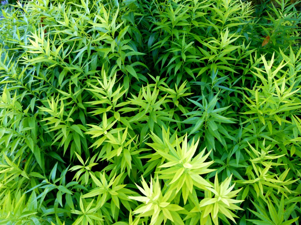 Plante aux Jardins de Bagatelle 14