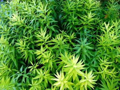 Plante aux Jardins de Bagatelle 14