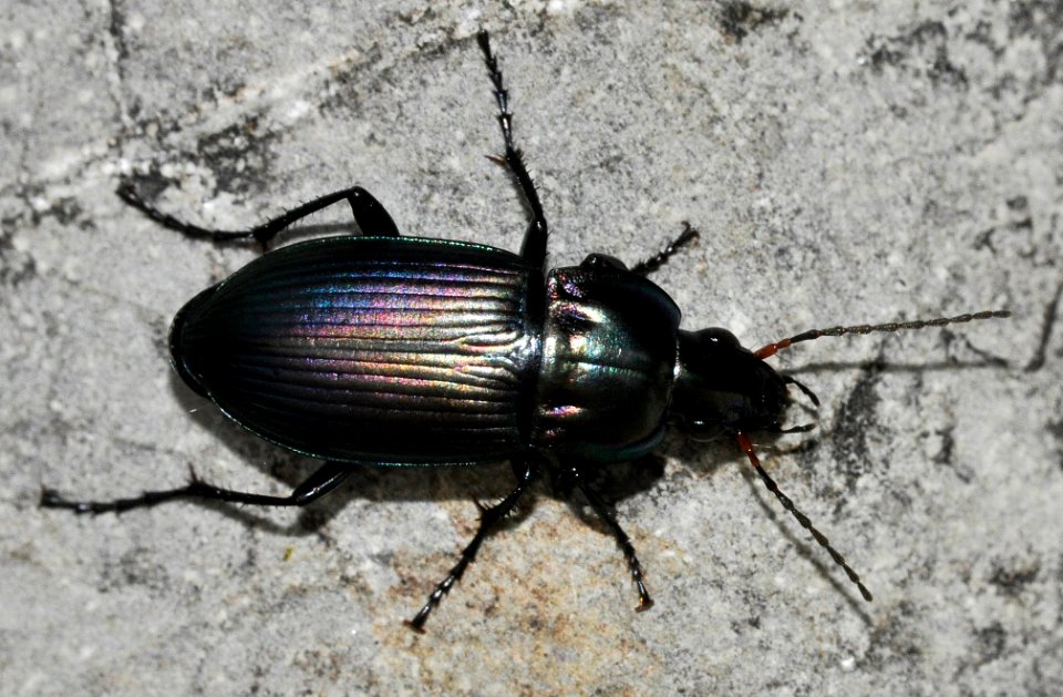 Poecilus-versicolor-09-fws