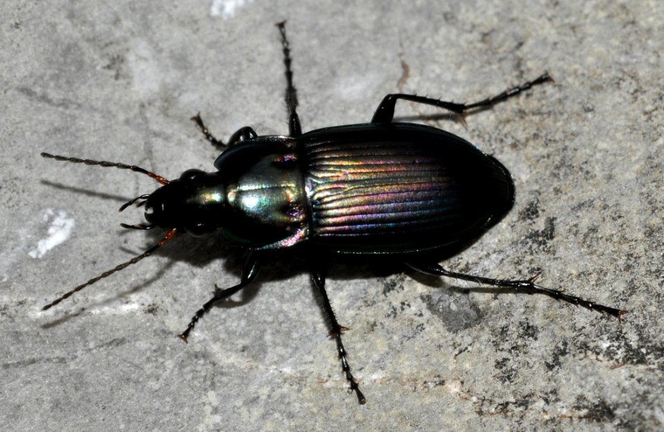 Poecilus-versicolor-08-fws