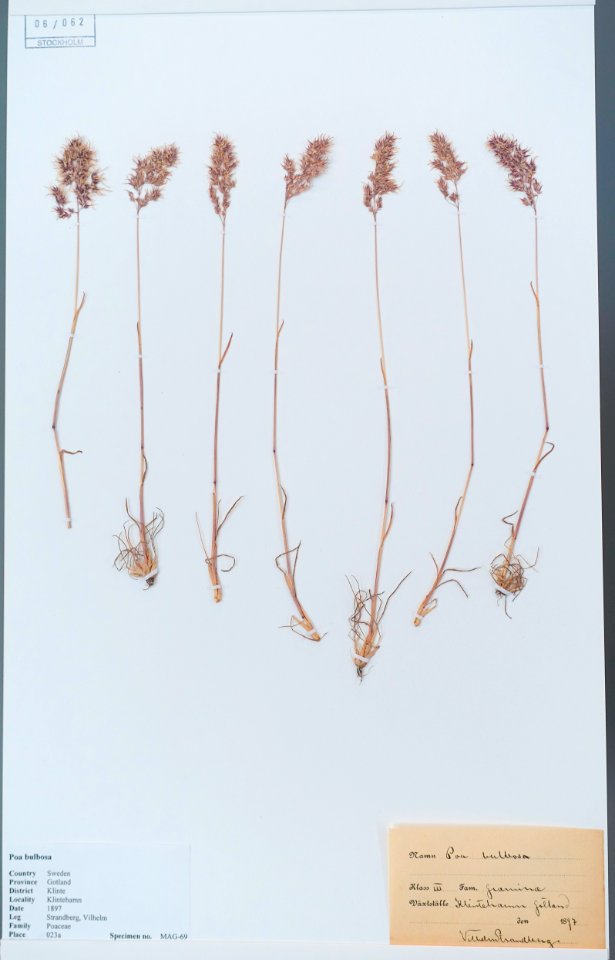 Poa bulbosa - Swedish Museum of Natural History - Stockholm, Sweden - DSC00721