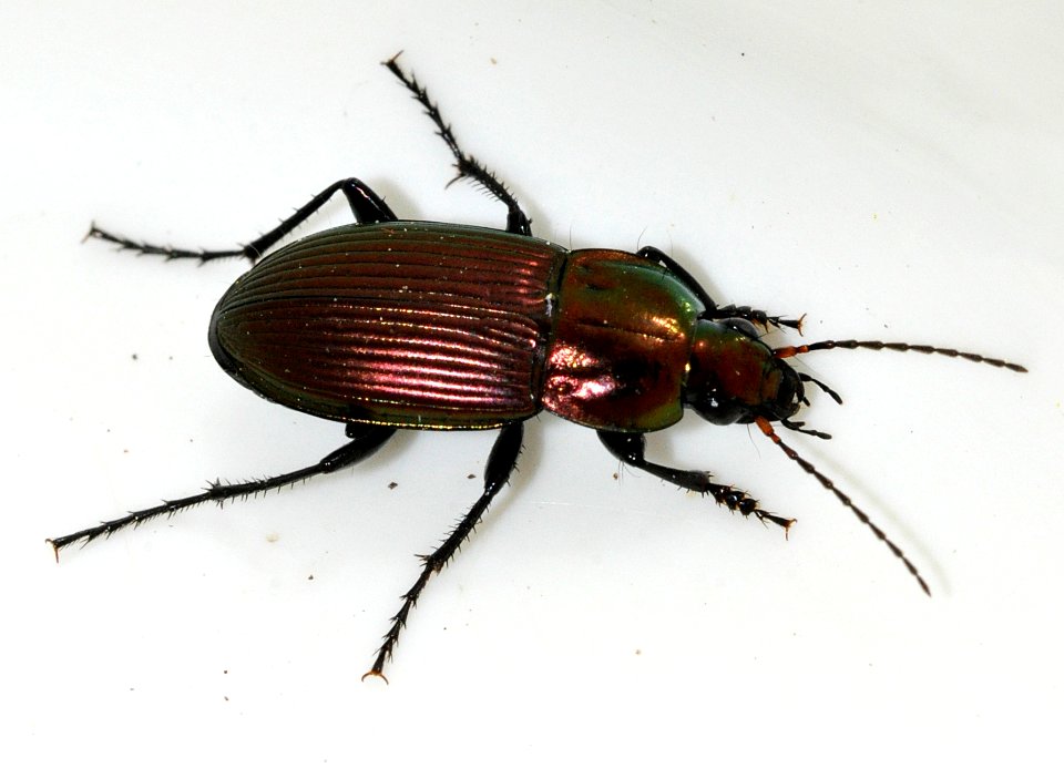 Poecilus-versicolor-12-fws
