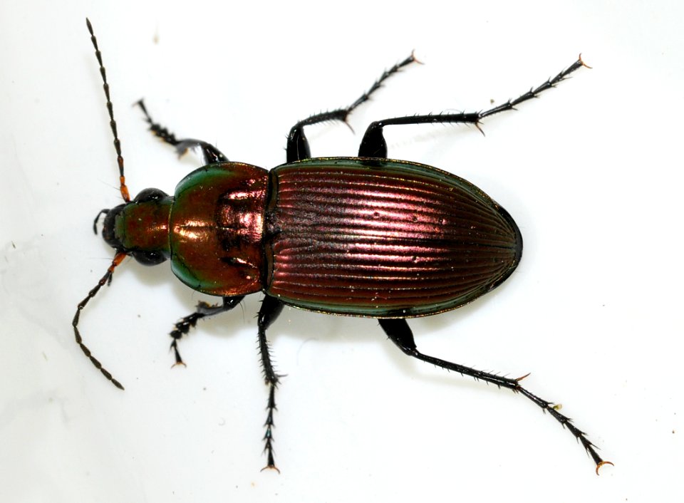 Poecilus-versicolor-10-fws