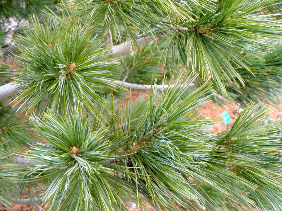 Pinus reflexa - Red Butte Garden and Arboretum - DSC07519