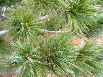 Pinus reflexa - Red Butte Garden and Arboretum - DSC07519