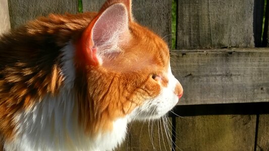 Cat kitty bright orange photo