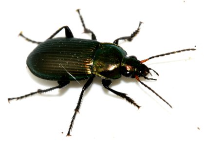 Poecilus-cupreus-15-fws