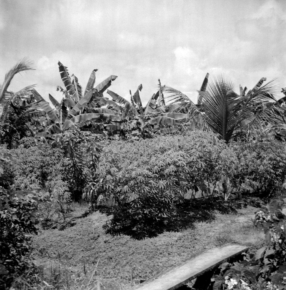 Plantage in het Commewijnegebied in Suriname, Bestanddeelnr 252-6496