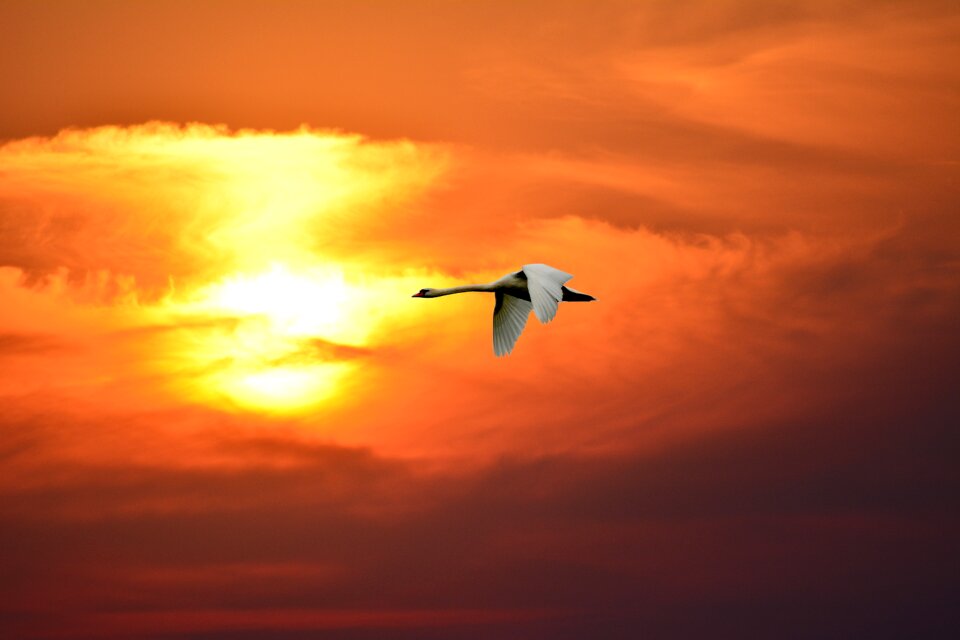 Evening dusk swan