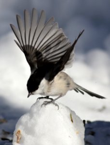 Poecile Montanus Kittilä 20170408