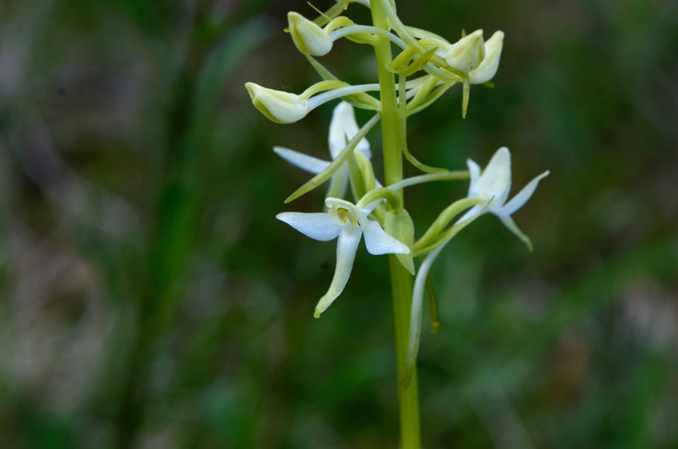 Platanthera bifolia Anthese