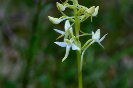 Platanthera bifolia Anthese photo