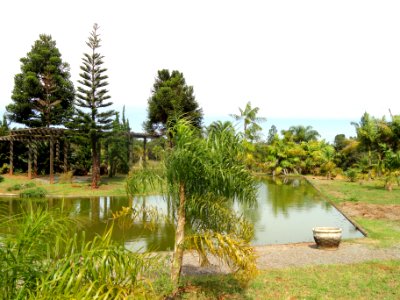 Pond - Jardim Botânico de Brasília - DSC09728 photo