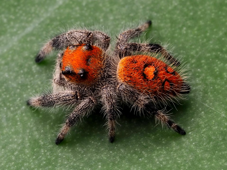 Phidippus regius female 02