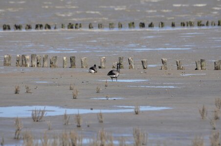 Friesland north sea ebb
