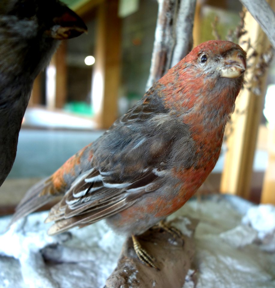 Pinicola enucleator - Southern Vermont Natural History Museum - DSC08508