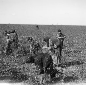 Plantages, arbeiders, Bestanddeelnr 250-8637