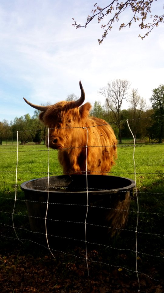 Plaisir - Parc de Plaisir - éco-pâturage - Vache