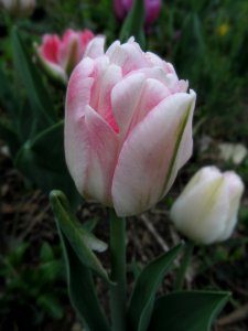 Pink tulip, 2021-04-12, Beechview, 03