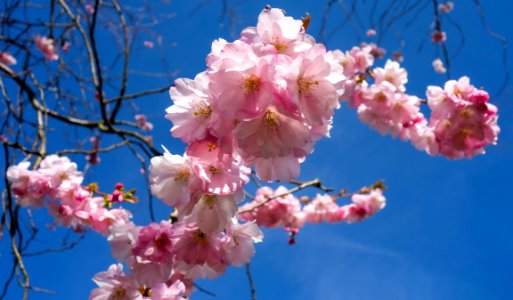 Pink double cherry blossoms in Torp 6