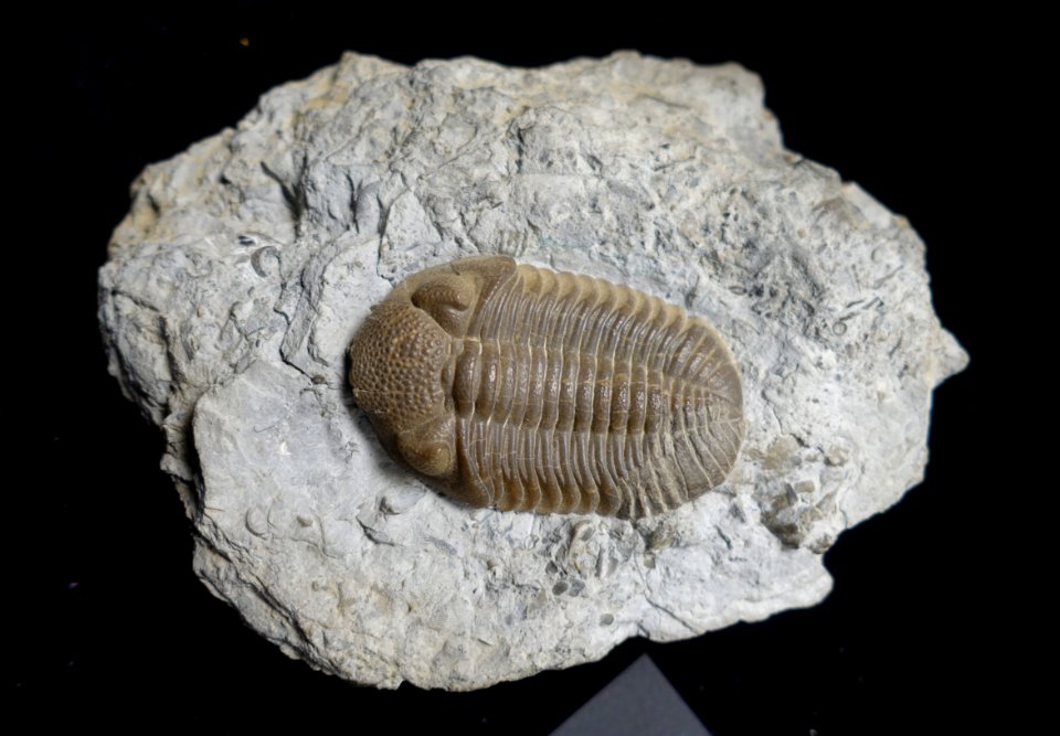 Phacops rana, Silica, Ohio - University of Arizona Mineral Museum - University of Arizona - Tucson, AZ - DSC08579