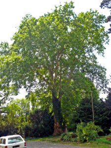 Platane Obertheres, 2