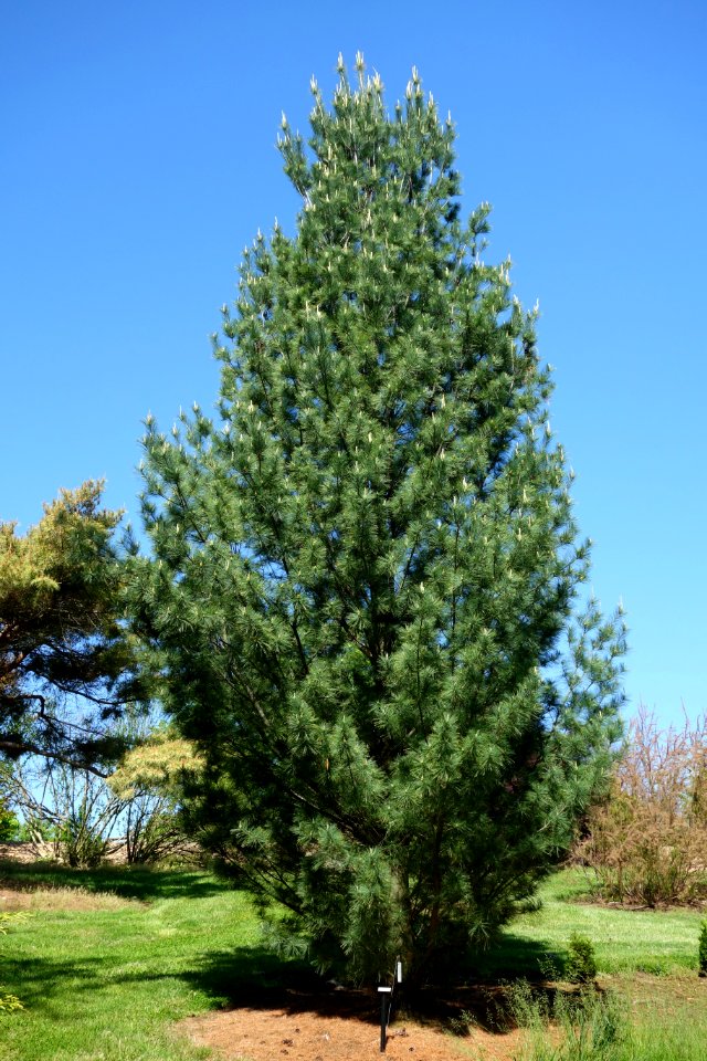 Pinus strobus 'Fastigiata' - Stanley M. Rowe Arboretum - DSC03369