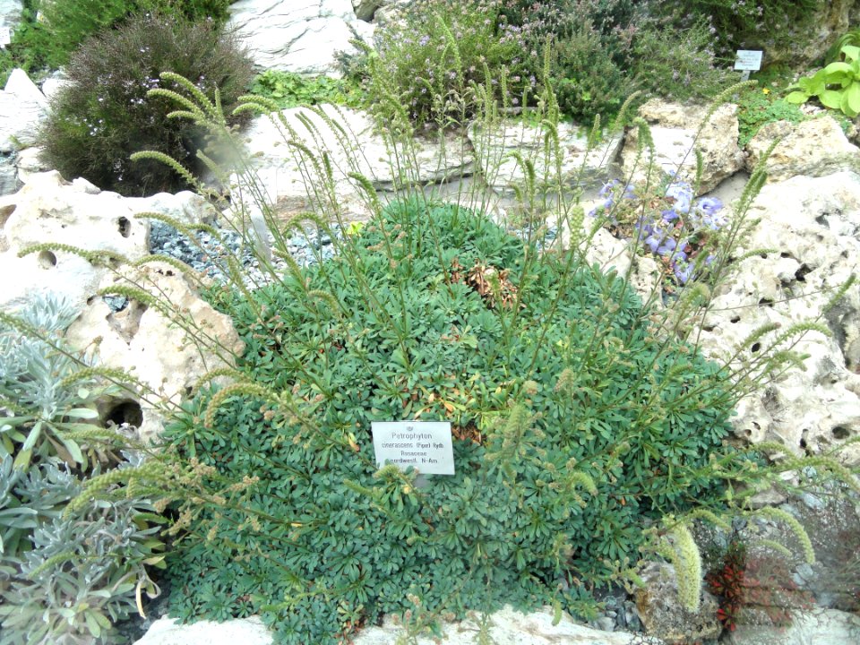 Petrophytum cinerascens - Palmengarten Frankfurt - DSC01971
